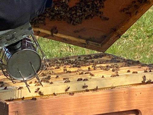 Bild zeigt Bienen in Firma