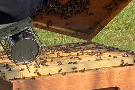 Bild zeigt Bienen in Firma